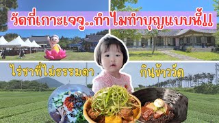 อาหารมื้อพิเศษ | ไปเที่ยวไร่ชาบนเกาะเจจู | ไปทำบุญที่วัดบนเกาะครั้งแรกแต่ประหลาดใจมาก