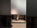 Plumber Sunshine Coast Queensland
