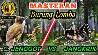 CUCAK JENGGOT VS JANGKRIK