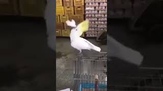 Funny white parrot singing and dancing توتیەکی جوان چۆپی گرتووە ?