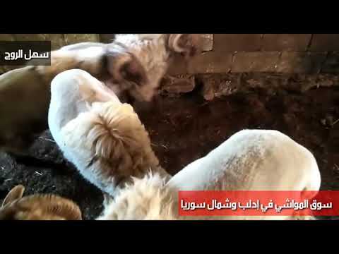 فحل بلدي من غنم النعيم بدركوش وكباش أضاحي يوزنن 75 كيلو بسهل الروح أرقام التواصل بوصف الفيديو 