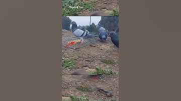 Pigeon trap | bird trap easy homemade | bird trap using wire snare work 100% #shorts #youtubeshorts