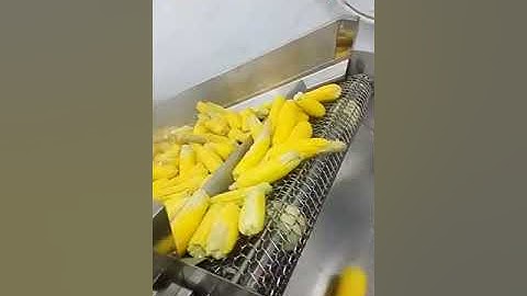 Fresh Corn Blanching Equipment  #factory  #lofty