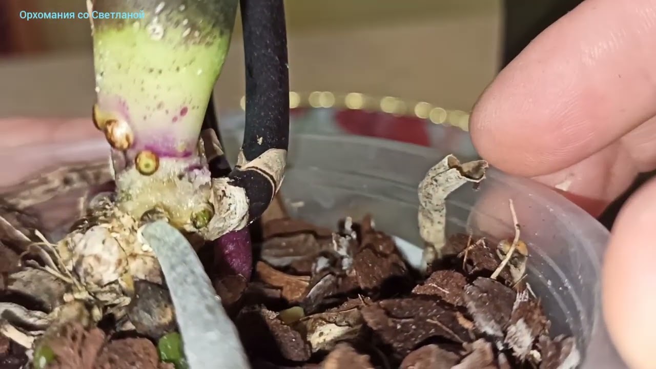 My orchid is losing leaves. How can I avoid making a mistake and
