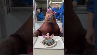 This Zoo Gave A Walrus A Birthday Party
