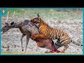 15 Merciless Hunting Moments Of Big Cats