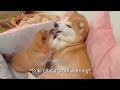 Mom teaching smolness some manners / Shiba Inu puppies (with captions)