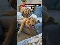 POV: You said “just 5 minutes” after a long day… 😴🐶#petlife #reelsviral#viralvideo
