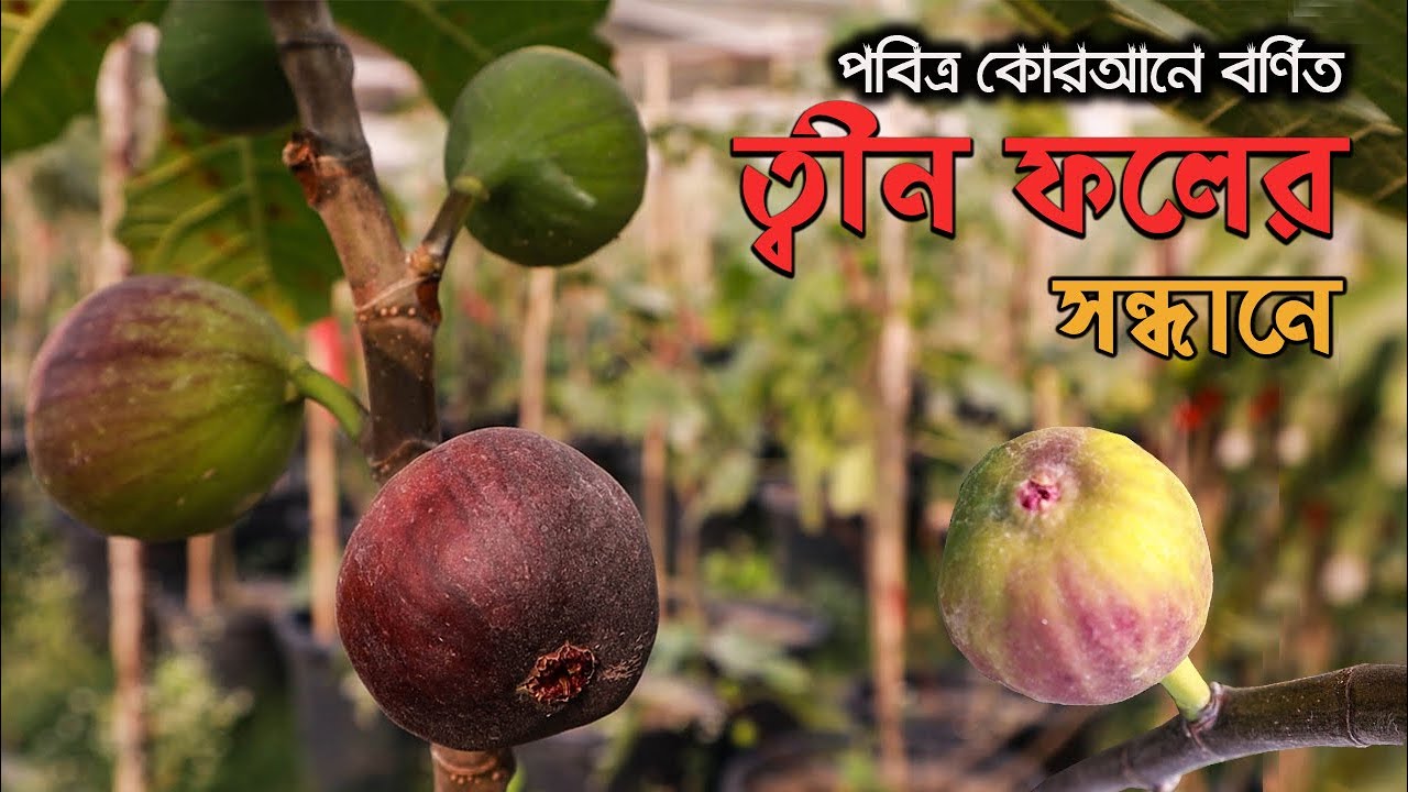 মোহনীয় স্বাদে মাতোয়ারা করছে মরুর দেশের সুমিষ্ট ফল ত্বীন || Tin Fruit in Bangladesh