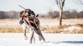 Hunting Minnesota Public Land Pheasants After The First Snow | The Flush: Season 10, Episode 6