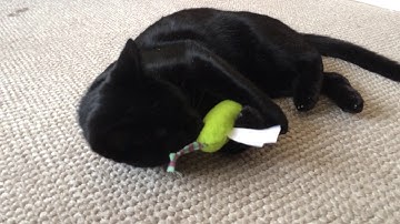 Charlie takes on Petstages Mightie Mouse