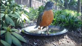 Bird Bath, April 23, 2024 (2/3)