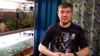 видео: Почему мутнеет вода в аквариуме? картинка: Почему мутнеет вода в аквариуме?