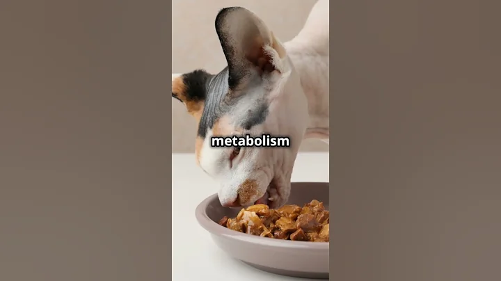 Watch the video about # funny random facts about the sphynx cats 💥😂💯