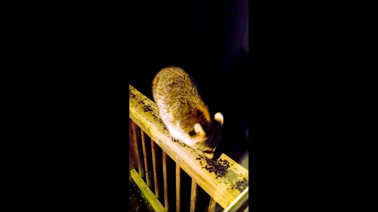 Raccoon eating sunflower seeds - YouTube