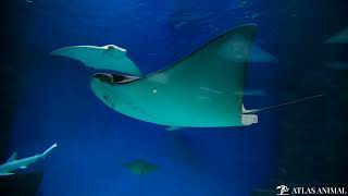 Mantarraya En 4K - Stingray 4K