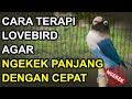 Cara Terapi Lovebird Agar Ngekek Panjang Dengan Cepat Mp3 - Mp4 Download