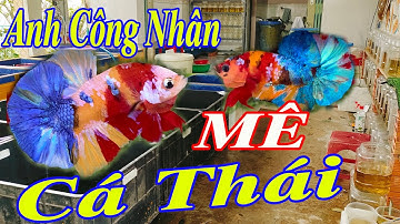 Anh công nhân GHIỀN NHẬP CÁ BETTA THÁI -  Mê NEMO NỀN VÀNG ✩ 0932548988 Shop Betta Bình Dương