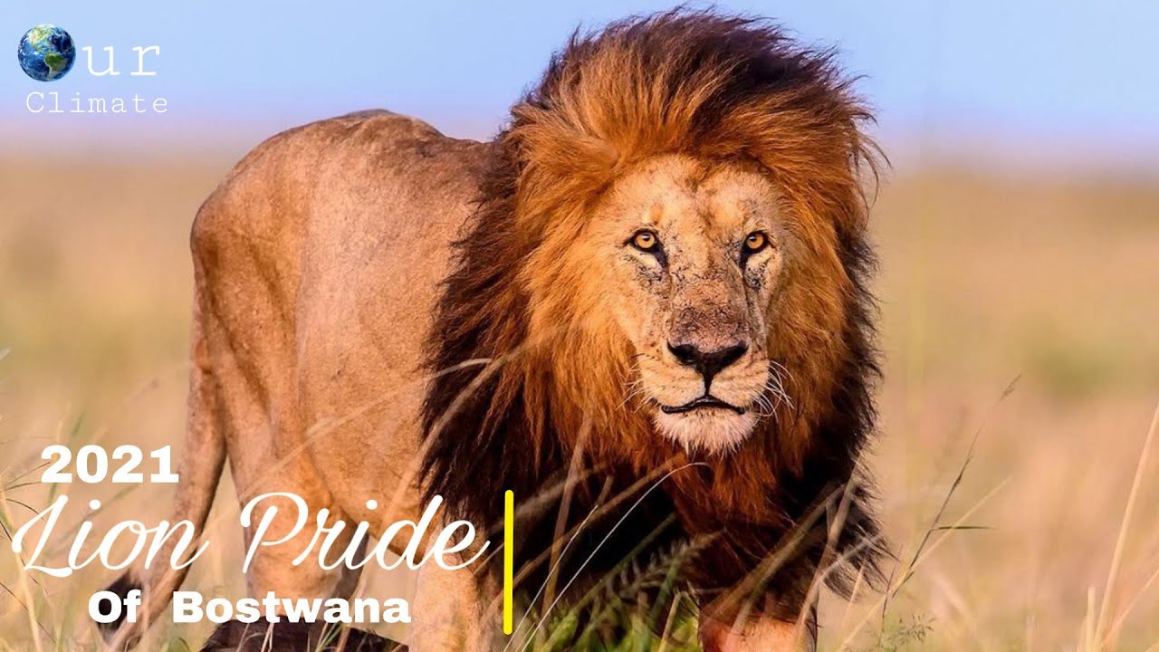 Download Lion Pride of Bostwana 2022 | Bostwana Lion Pride Documentary 2022(English subtitles )- Nat Geo.