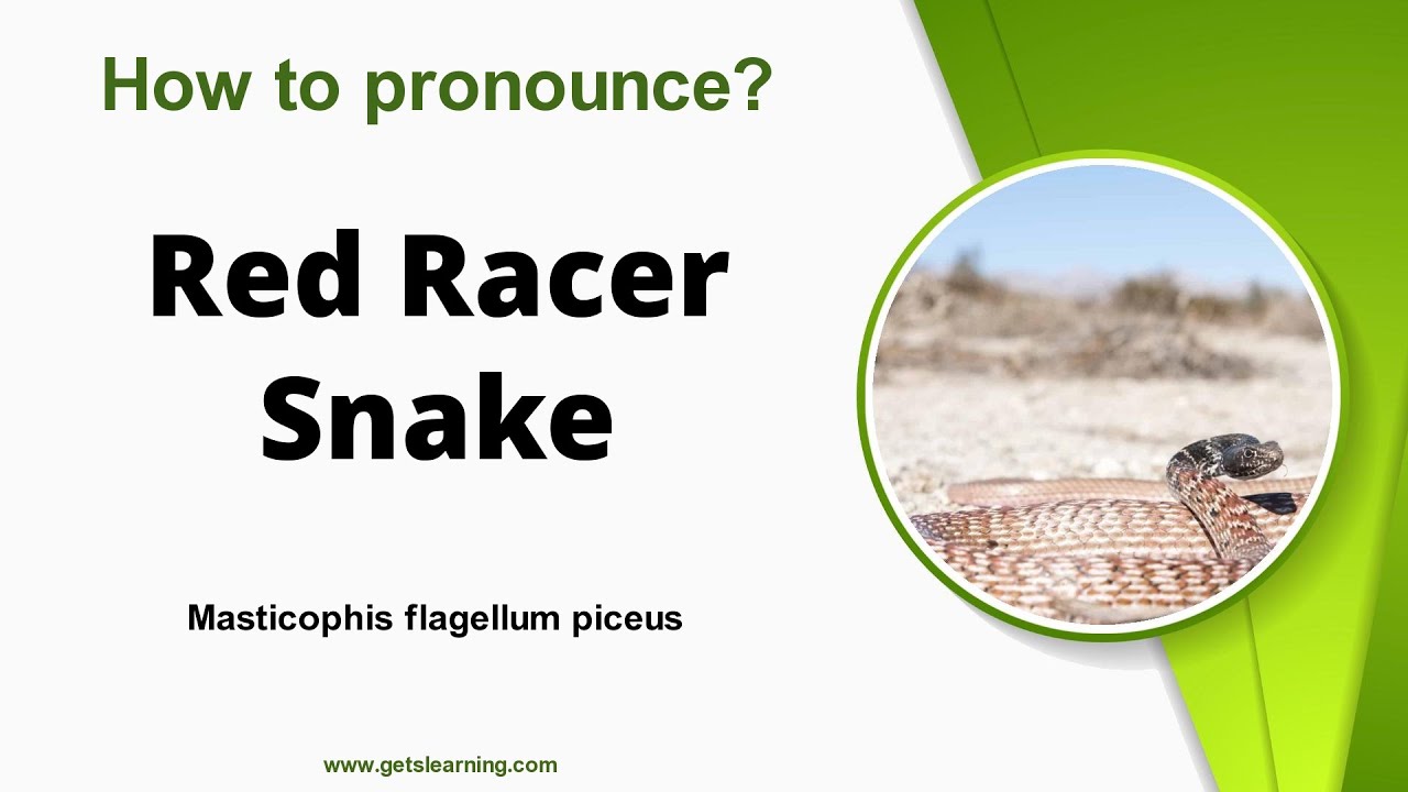 How to Say (Red Racer Snake) in English correctly - YouTube