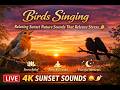 Birds Singing | Relaxing Nature Sounds That Release Stress| Creating a peaceful home atmosphere