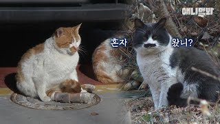 Friendship Between A GuardCatto And A 3Legged Cat