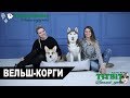 Хаски Флора TiTBiT - Собаки в нашей жизни: Интервью #2 (Вельш-Корги)