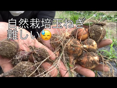 ㊴自然栽培一年目の玉ねぎ栽培の結果 2023.7.1