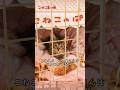 かわいい店番のこねこのパン屋さん　#cat #さくらさんちゃんねる