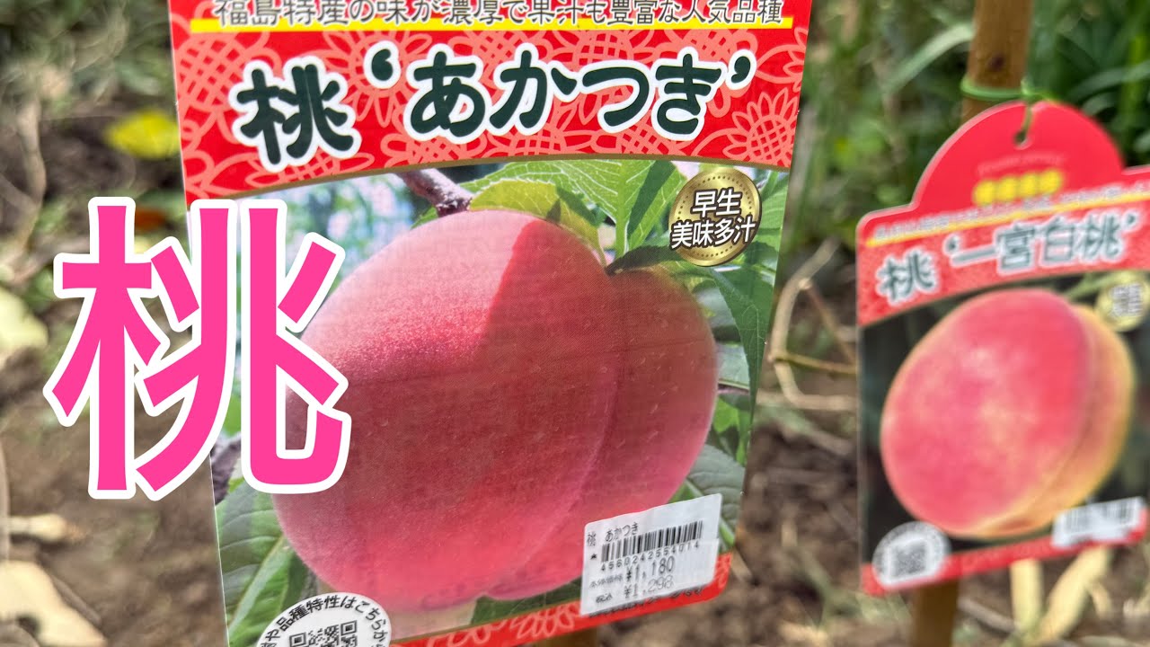 【桃🍑】あかつきの苗木を植えました!受粉樹 1950年代に白鳳と白桃の交配 日本最多生産品種 福島県が生産量1位 - YouTube