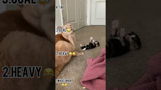 Wait for it😂    “First Time Mom Cat… Is This Normal? 😅😂🐱”