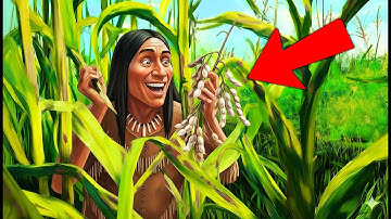 The Native Bean That Fed Entire Tribes — and Grows Without Water!
