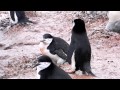 Amor de pingüinos - Antartida