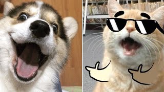 Try Not To Laugh - Funny and Cute Animals 2021 Compilation #2 | Funny Animal Videos
