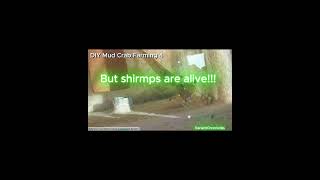 All my crabs is dead #crabfarm #shrimp #shrimpfarm #aquarium #crabfarming #mudcrabs