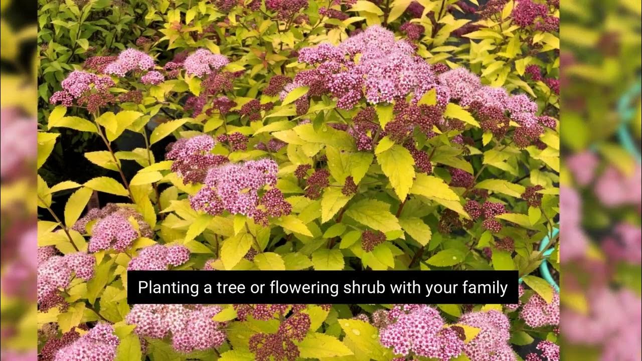 Bobs Trees In Hagaman, NY YouTube