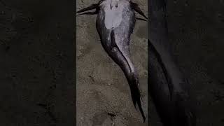 mermaid found in Kilifi Kenya....