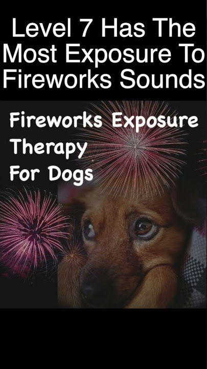 Fireworks Sounds For Dogs Scared Of Fireworks 💖  Dog Training To Calm / Relax Your Dog #shorts