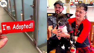 Shelter Dogs' Emotional Reactions to Being Adopted