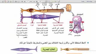 الخلايا البصرية   الاصبغة الحساسة للضوء