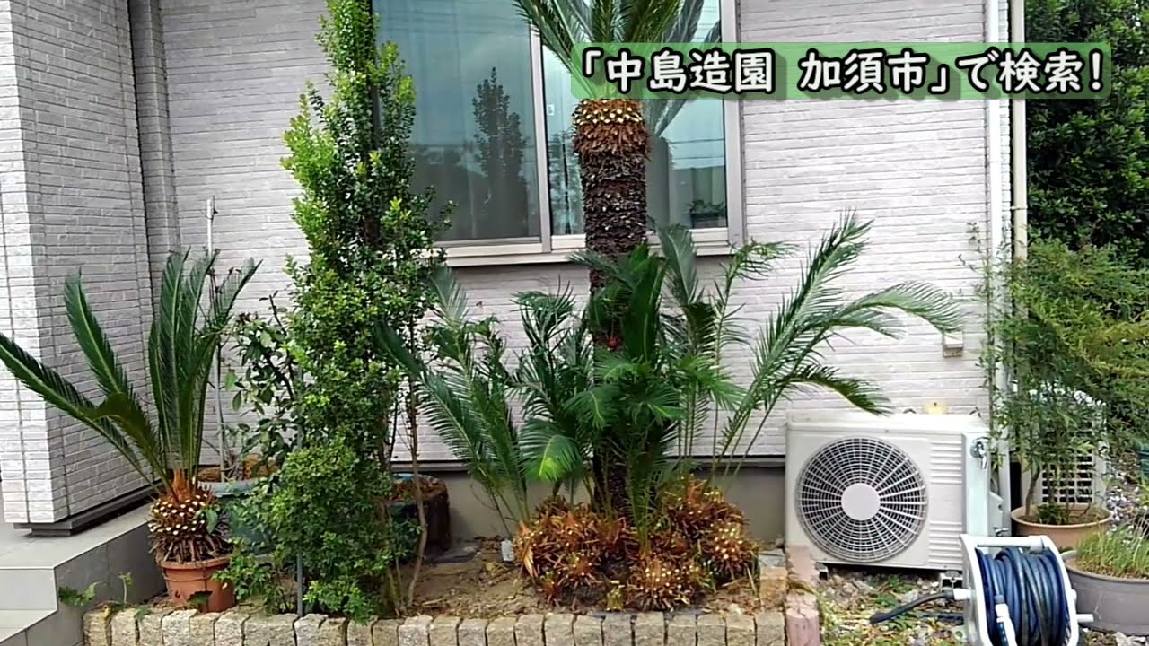 ソテツ 蘇鉄 の剪定 庭木のお手入れ 加須市 久喜市 幸手市の植木屋 Youtube