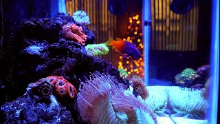homepage tile video photo for Simple Nano Reef Tank - 20g