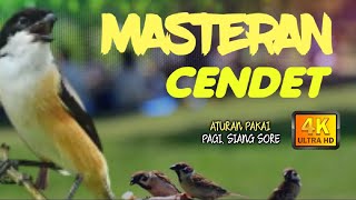 masteran burung cendet suara greja versi baru