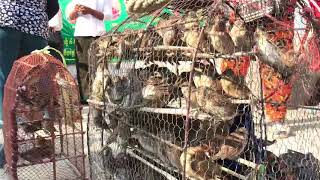 ឲ្យអភ័យទាន | ព្រលែងសត្វឲ្យផុតកម្មពៀរ | Setting The Birds Free | taking Them to be continued living