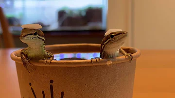 カナヘビ温泉