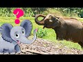 Мультфильм про животных - Угадай чьи следы?  развивающие мультики для детей для самых маленьких