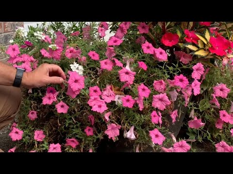 Βίντεο: Mandevilla Plant Care - Πώς να ξεχειμωνιάσεις τα φυτά Mandevilla