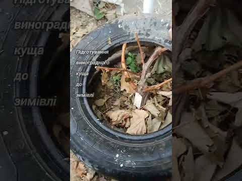 Підготовка виноградного куща