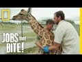 Giraffe Hug | Jobs That Bite