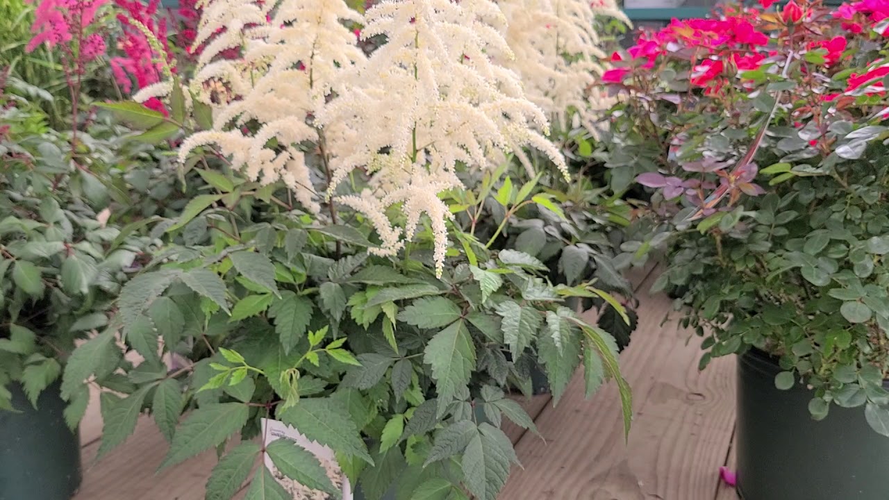 Astilbe Deutshland (False Spirea) // Outstanding, Classic Perennial, Time-Tested for 100+ years!
